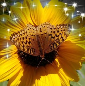 Meet your Posher, Joanne